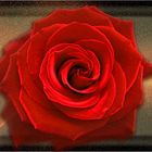 Eine Rose für dich