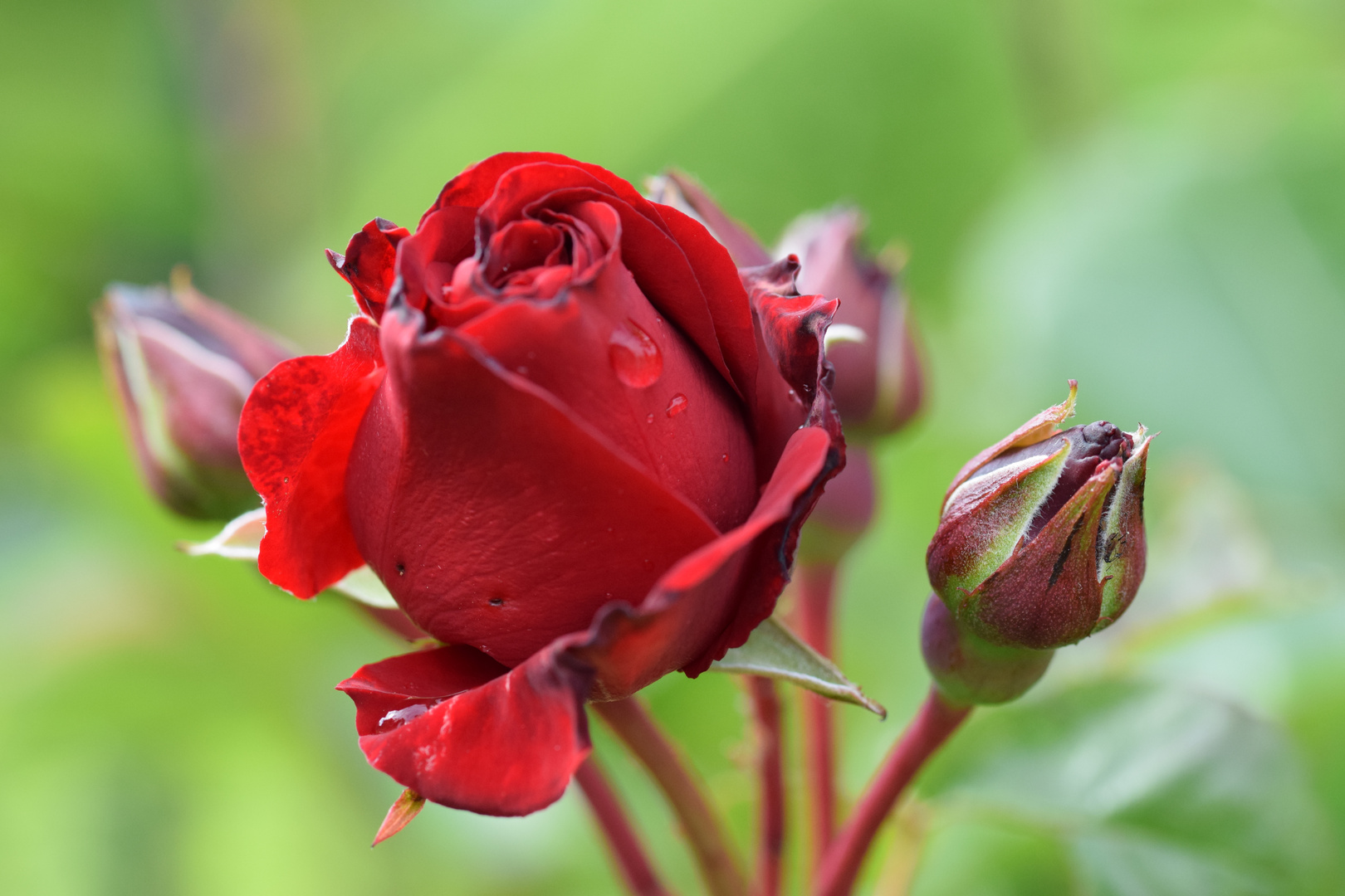 ... eine Rose für Dich ...