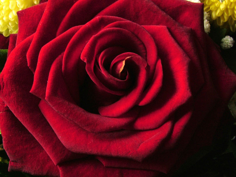 Eine Rose für dich....