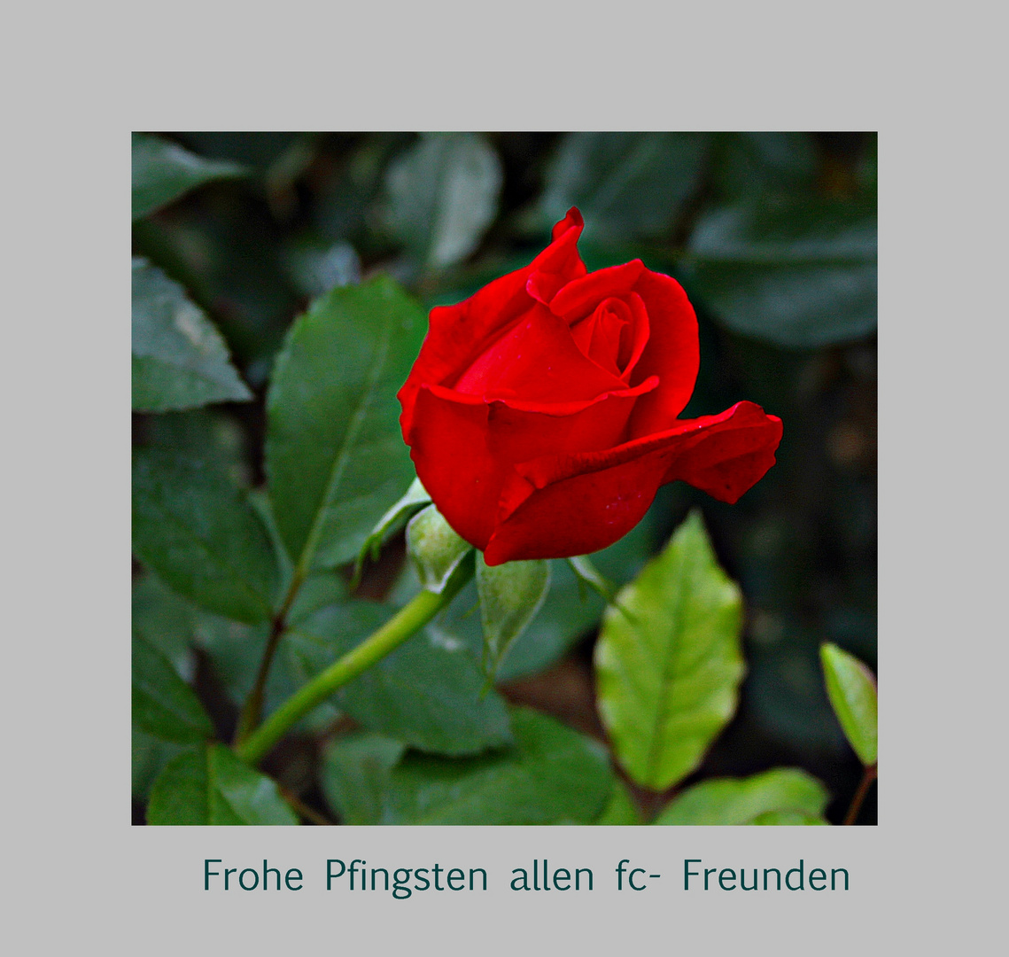 Eine Rose für dich