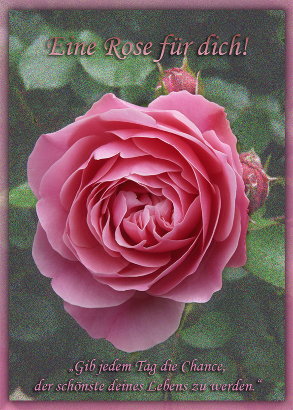 Eine Rose f r dich Foto Bild karten und kalender Eine Rose f r dich Foto Bild karten und kalender