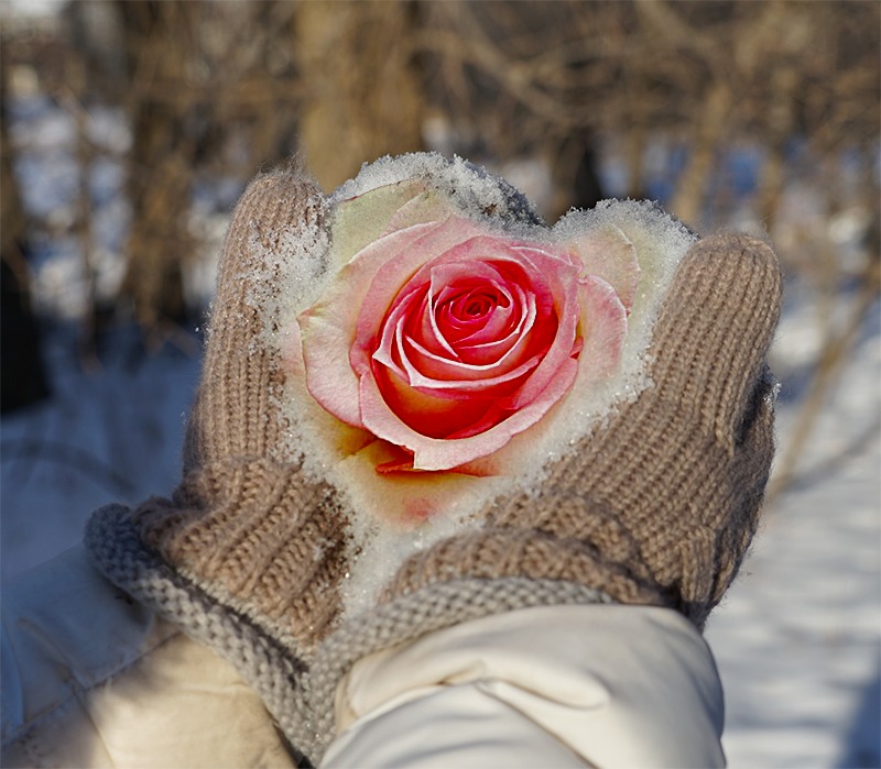 Eine Rose für Dich