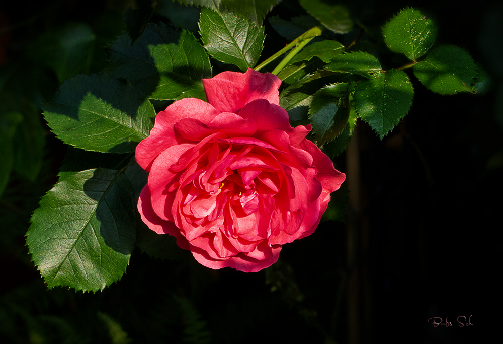 Eine Rose für Dich...