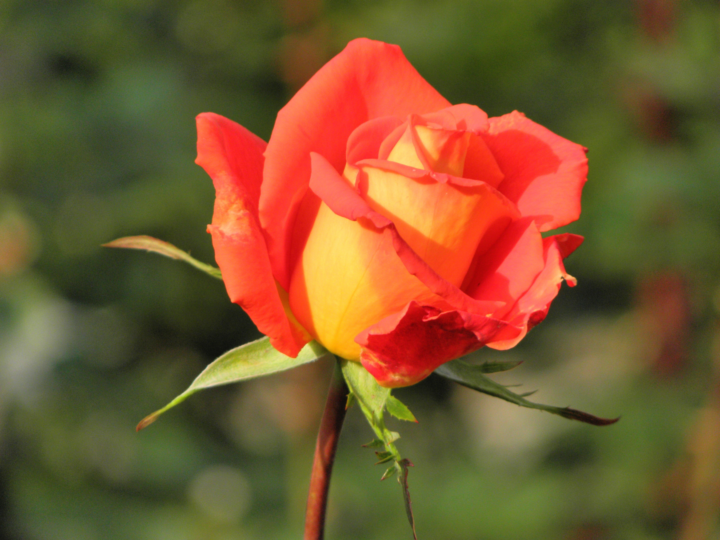eine Rose für Dich Foto & Bild pflanzen, pilze & flechten, blüten & kleinpflanzen, rosen