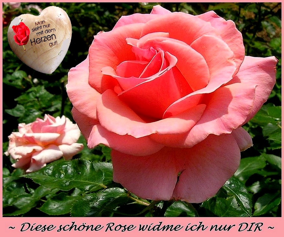 Eine Rose für Dich !