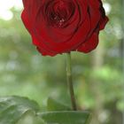 Eine Rose für Dich