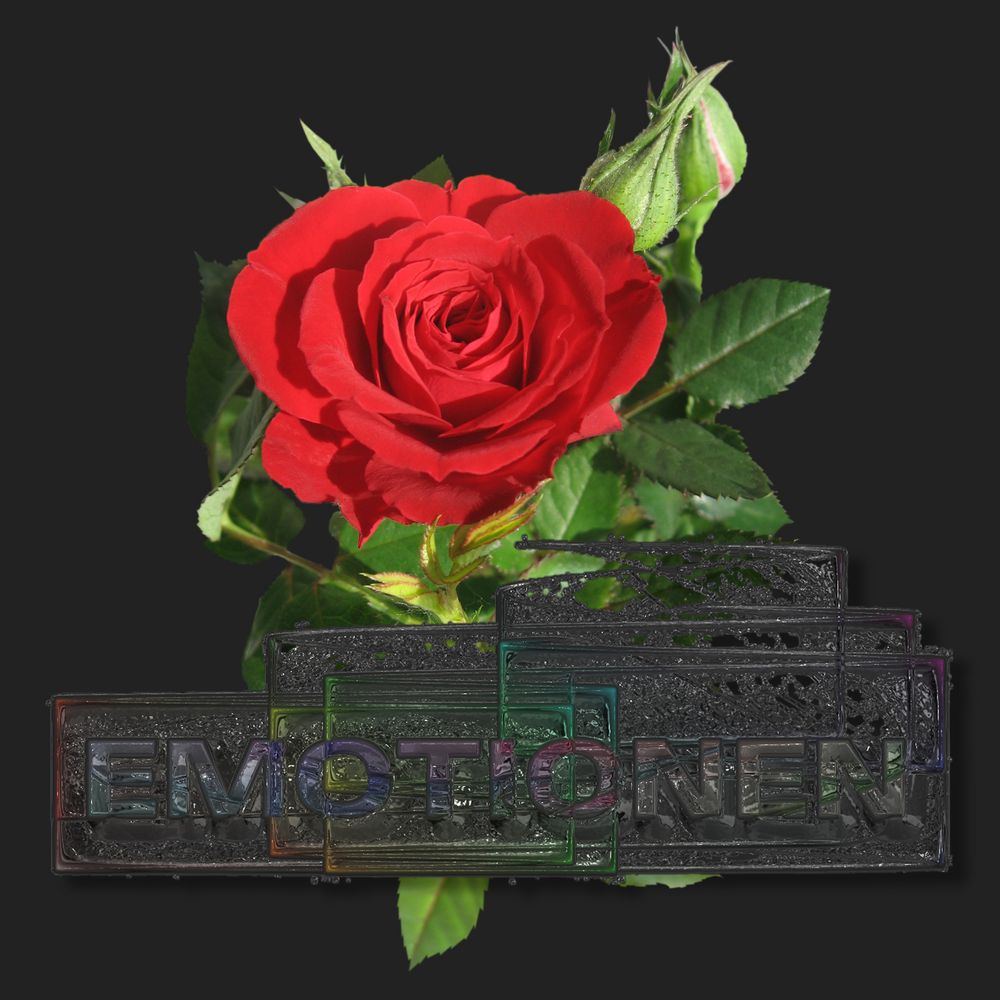 eine Rose für Dich gefühlvoller Emotionen Foto & Bild pflanzen