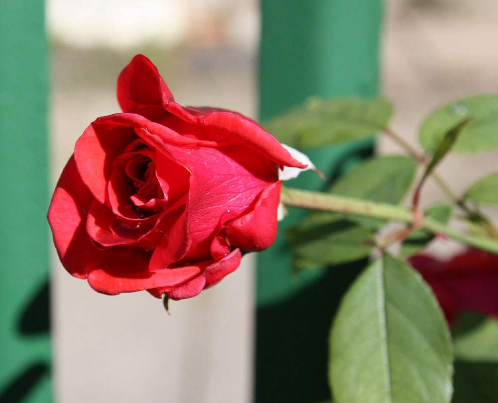 Eine Rose für die Damen