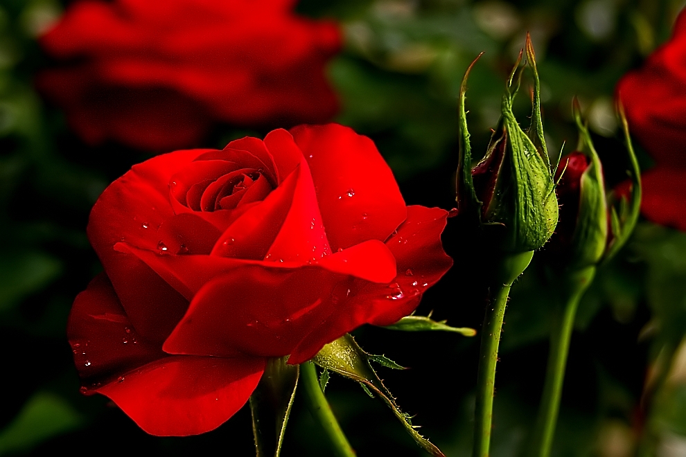 Eine Rose für die Damen