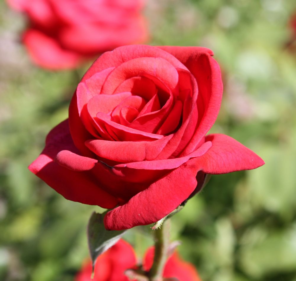 eine Rose für die Damen 