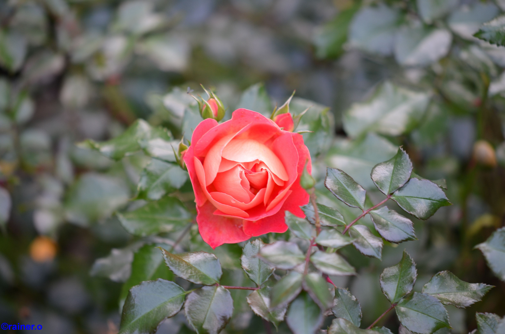 eine rose für die frauen...