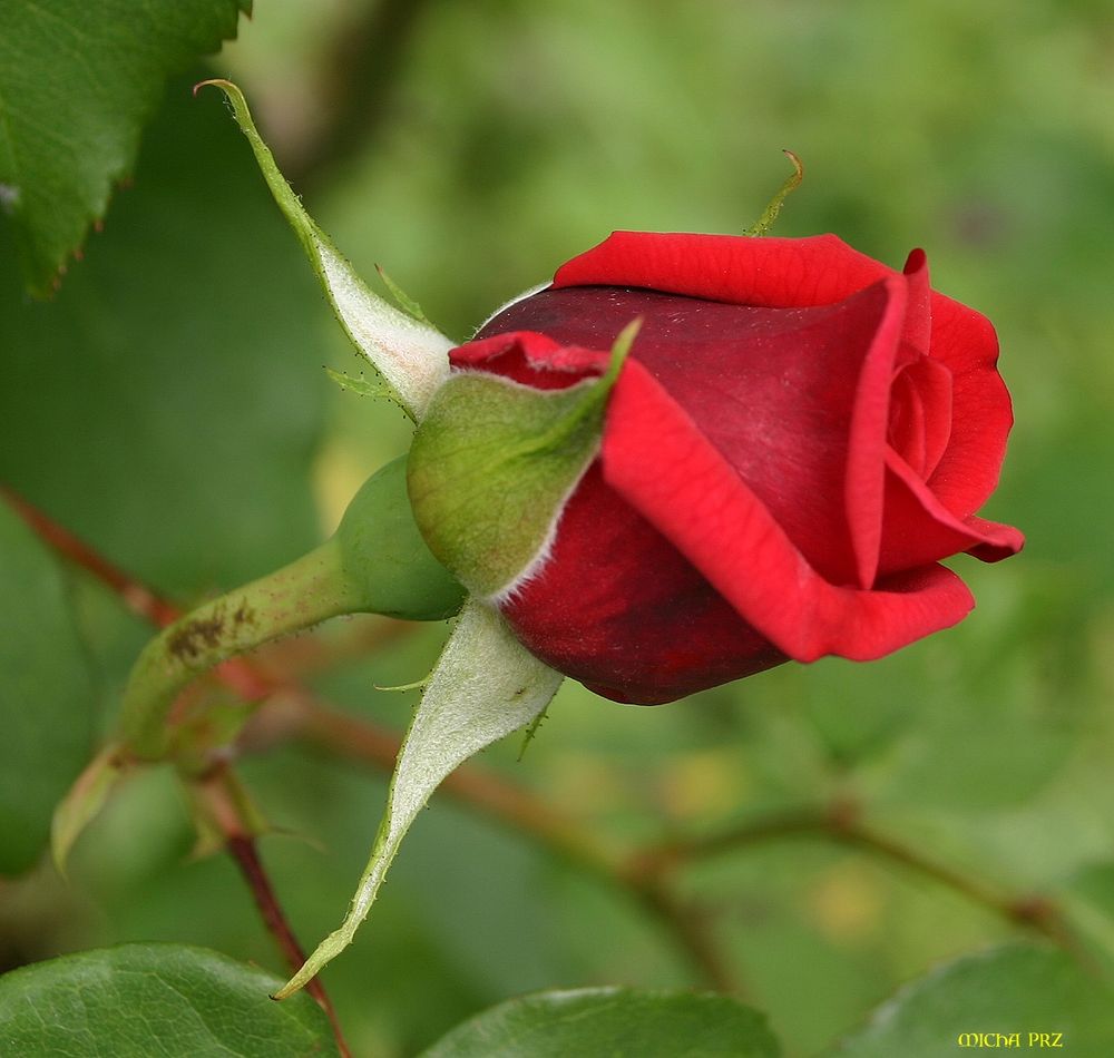 Eine Rose für die Geliebte (Frau)