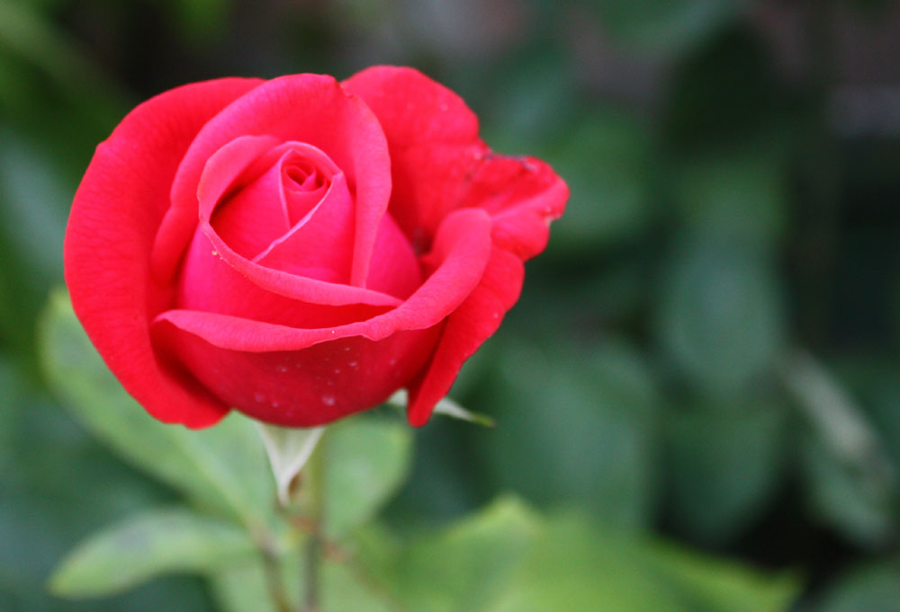 eine Rose für die Liebe