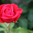 eine Rose für die Liebe