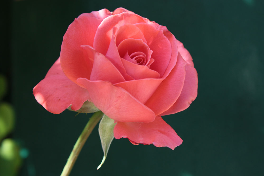 eine Rose für die Liebe