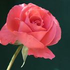 eine Rose für die Liebe