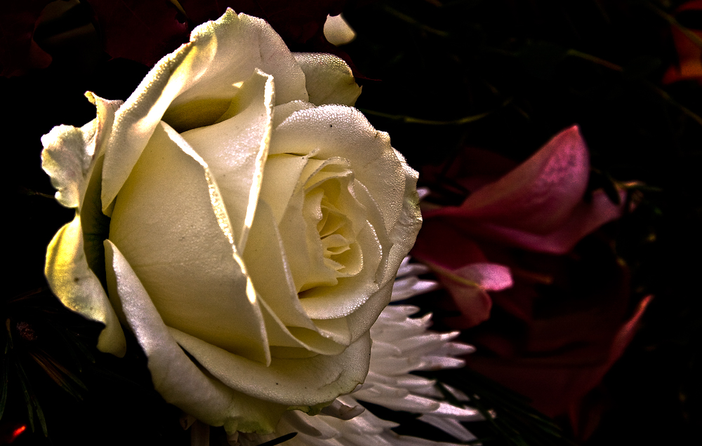 Eine Rose für die Liebe