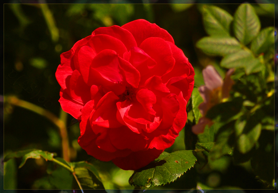 Eine Rose für die Liebste