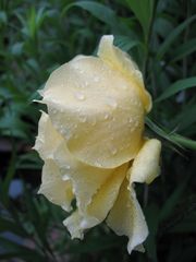 Eine Rose für die ROSIS - für ihre netten und wohlmeinenden Kommentare und Tipps!