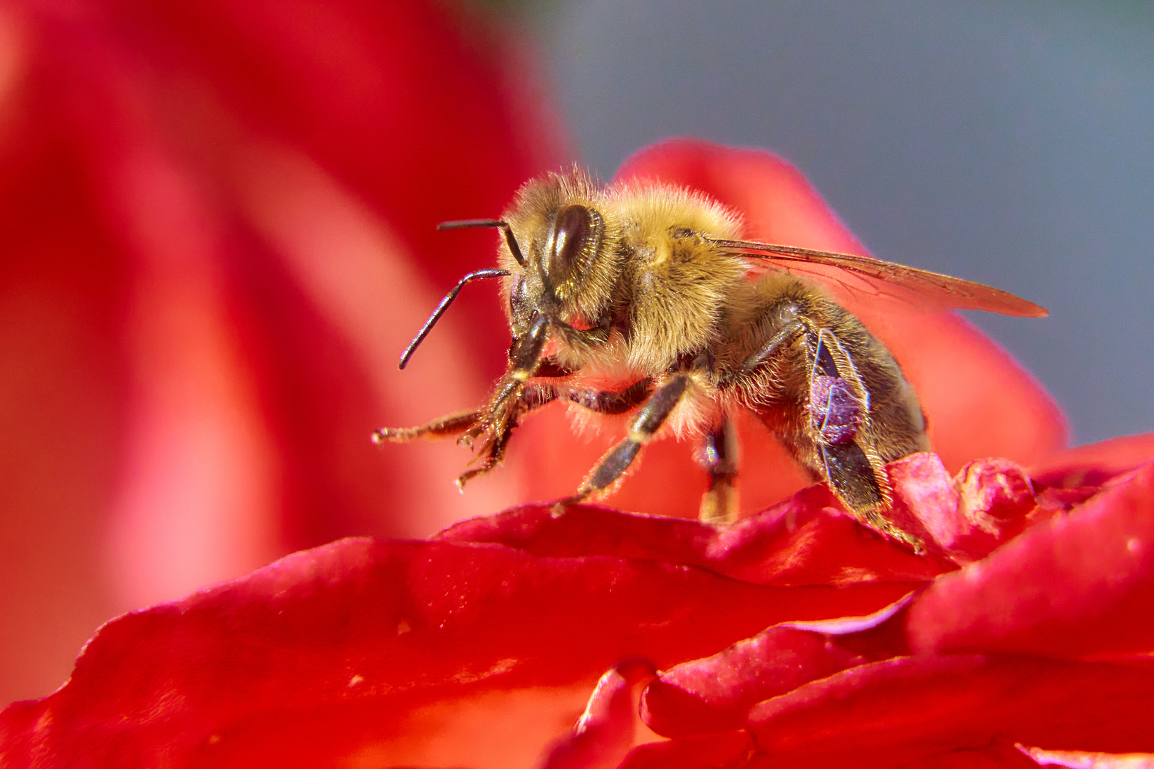 Eine Rose für eine Biene.....