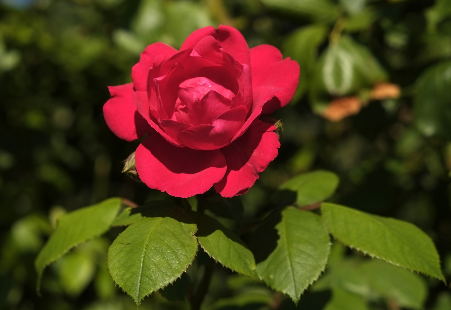 eine Rose für eine Rose