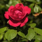 eine Rose für eine Rose