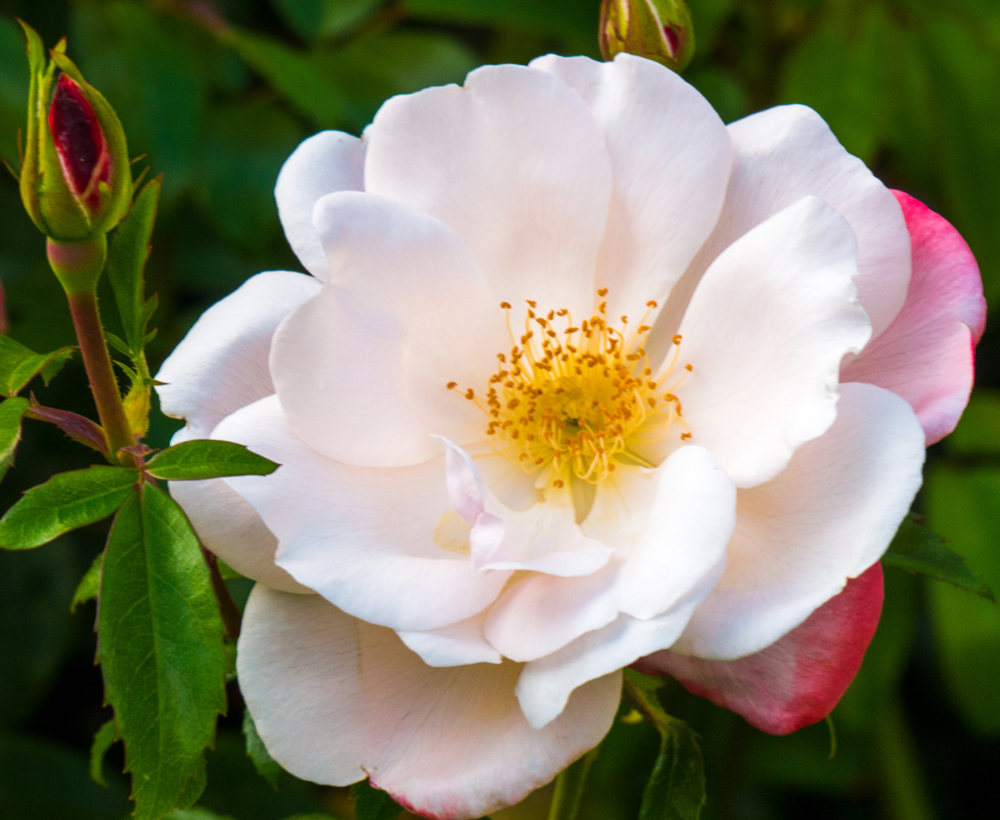 Eine Rose für Elisa