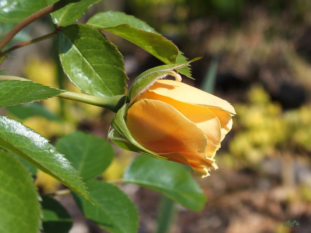 Eine Rose für Euch**