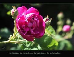 Eine Rose für euch