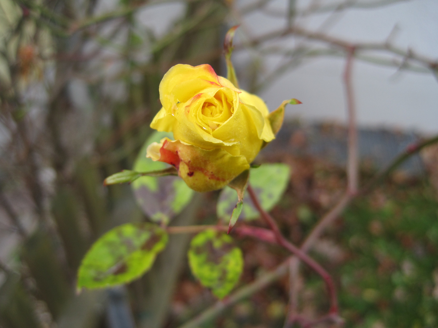 Eine Rose für euch