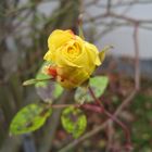 Eine Rose für euch