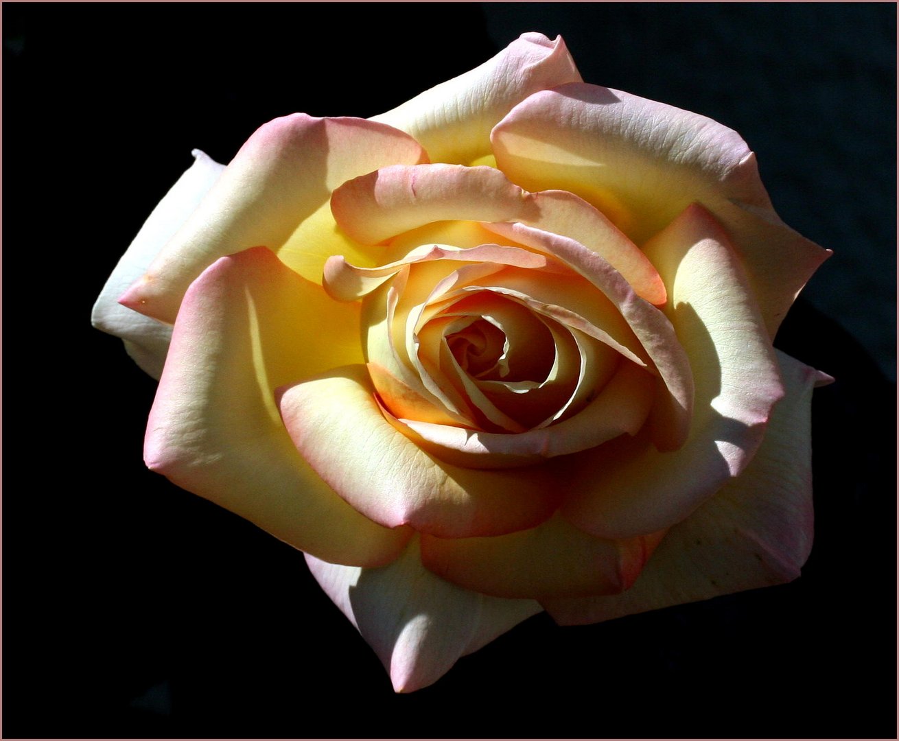 Eine Rose für euch... Foto & Bild pflanzen, pilze & flechten, blüten