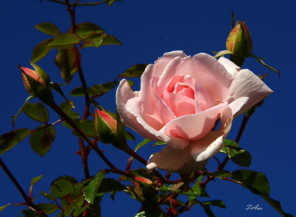 eine rose für euch