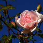 eine rose für euch