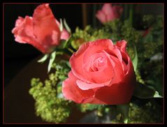 Eine Rose für euch zum Sonntag