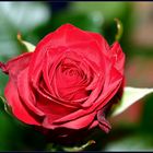 Eine Rose für Frido...