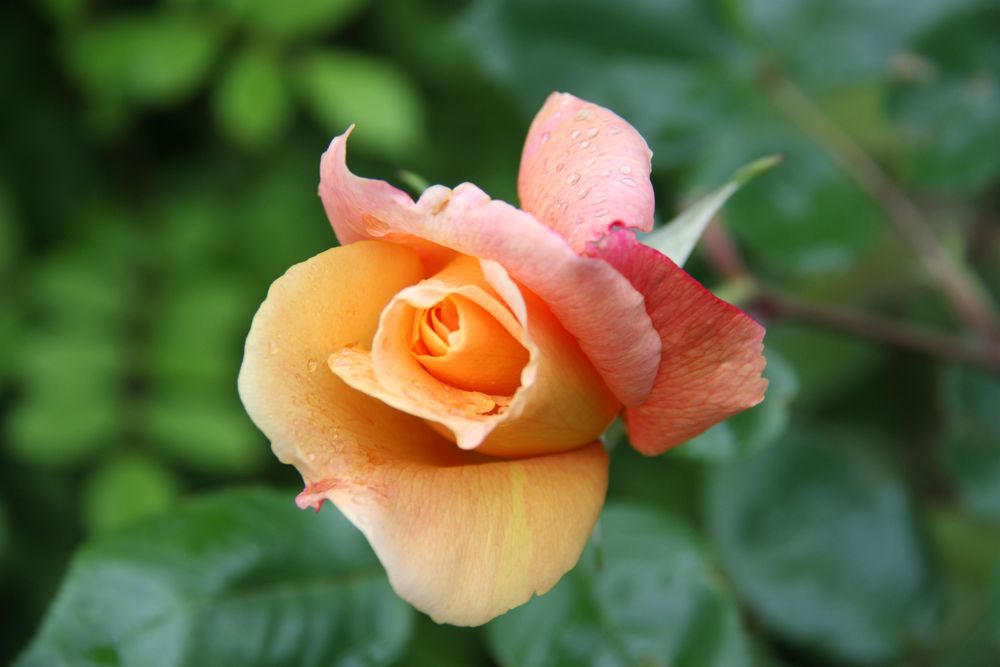 Eine Rose für jeden der keinen Garten hat