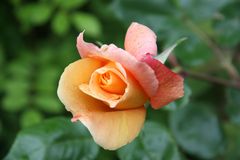 Eine Rose für jeden der keinen Garten hat