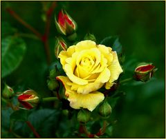 Eine Rose für Jutta, die Heute Geburtstag hat.