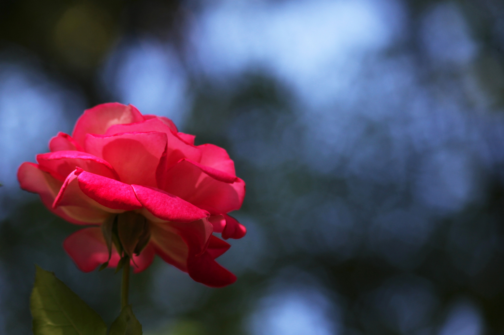 Eine Rose für Martin...