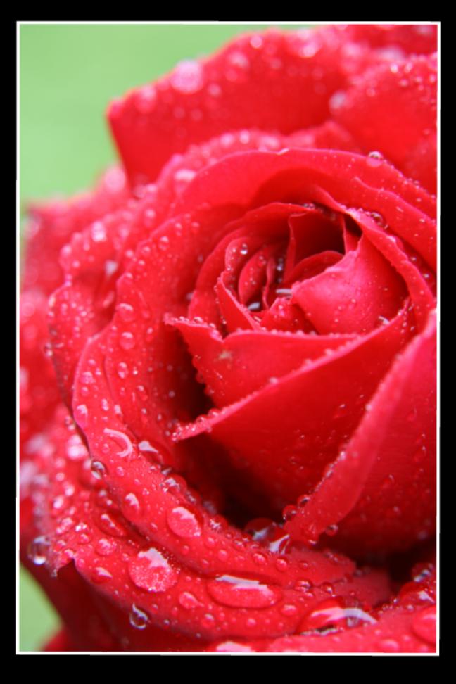 Eine Rose für meine Freunde Foto & Bild pflanzen, pilze & flechten