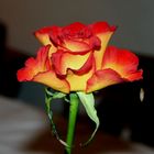 Eine Rose für meine Liebste