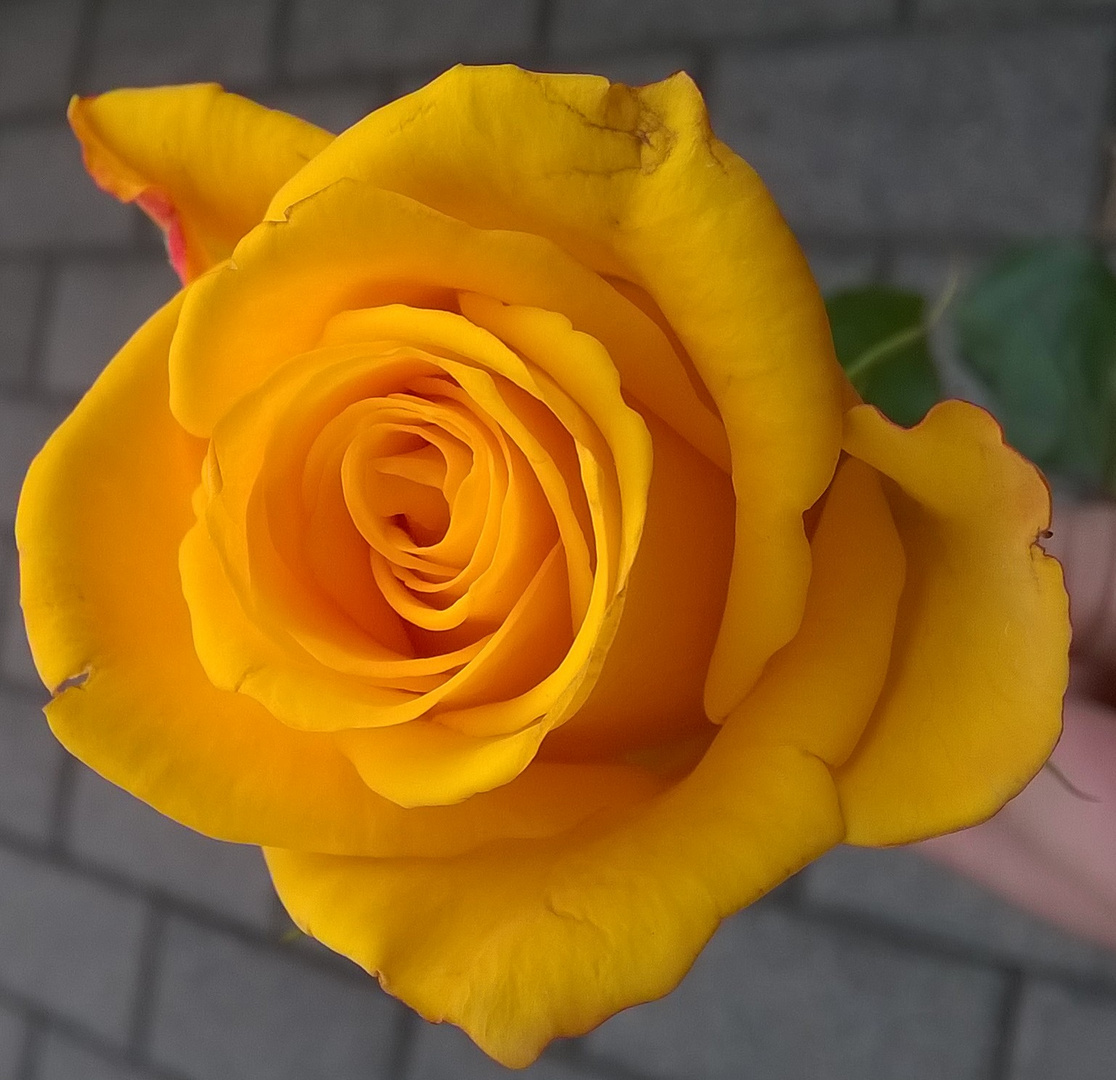 Eine Rose für meine Rose