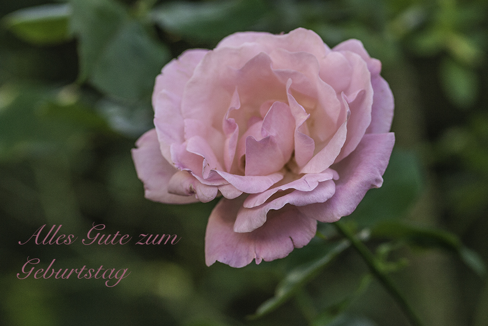 Eine Rose für Rosi