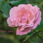 Eine Rose für Rosi