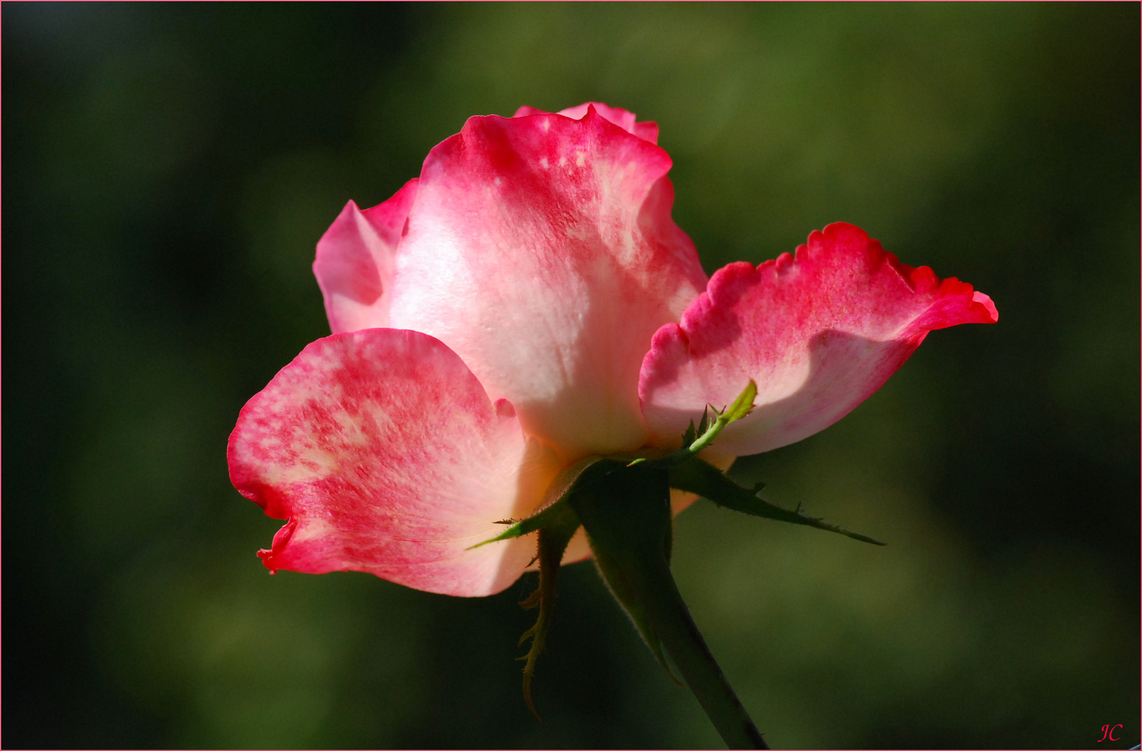 Eine Rose fürs WE # Una rosa para el fin de semana