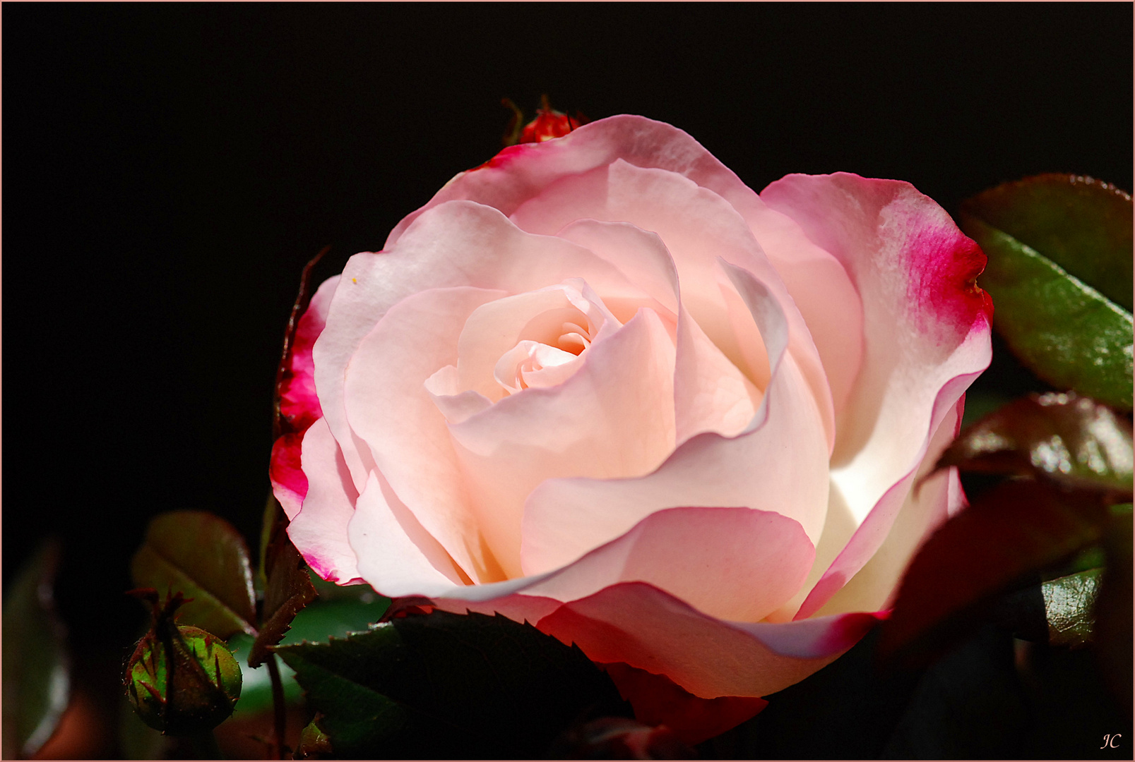 Eine Rose fürs WE # Una rosa para el fin de semana
