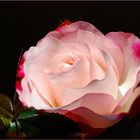 Eine Rose fürs WE # Una rosa para el fin de semana