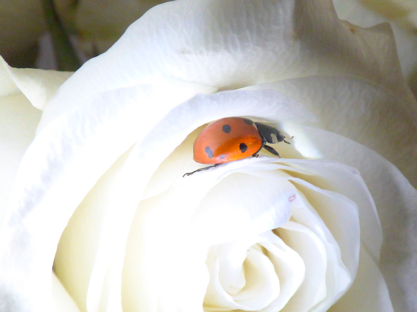 Eine Rose hat Besuch....