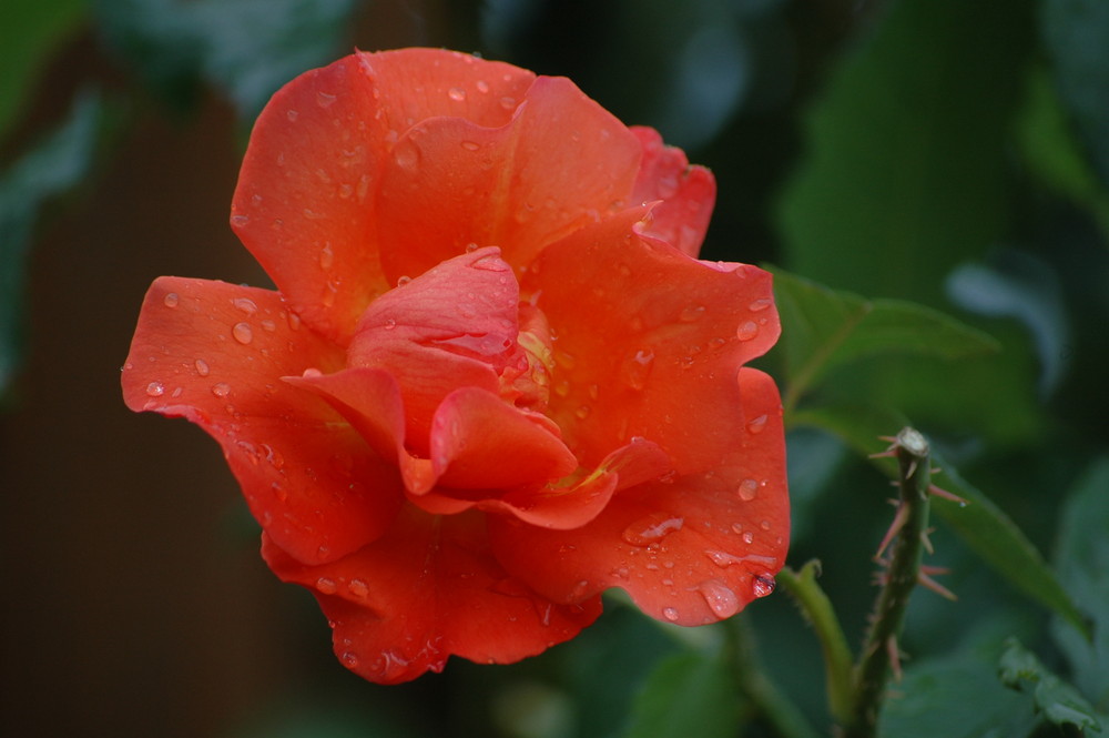 Eine Rose im Garten